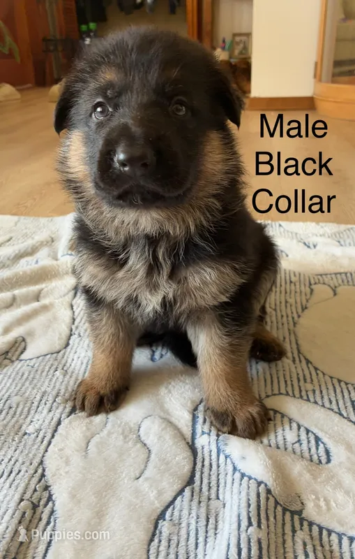 Black collar  – German Shepherd Dog puppy for sale in Kaukauna, WI