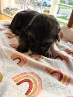 Black collar , a male German Shepherd Dog for sale in Kaukauna, WI – 1 of 4