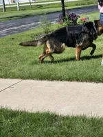 maya's, a female German Shepherd Dog for sale in Kaukauna, WI – 2 of 3