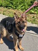 White collar, a male German Shepherd Dog for sale in Kaukauna, WI – 5 of 5