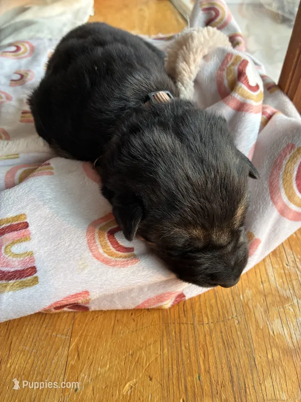 Purple collar – German Shepherd Dog puppy for sale in Kaukauna, WI