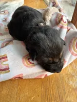 Purple collar, a female German Shepherd Dog for sale in Kaukauna, WI – 1 of 6
