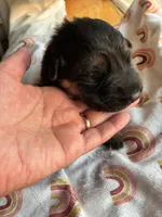 Green collar , a female German Shepherd Dog for sale in Kaukauna, WI – 1 of 6