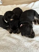 Green collar , a female German Shepherd Dog for sale in Kaukauna, WI – 2 of 6