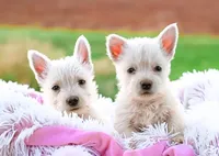 processed/a2435fd7-4b6c-4d6d-b18d-7fcf917d2a95/facility/d7e88315-d65a-4c9b-b6cd-7f2ebcda648a