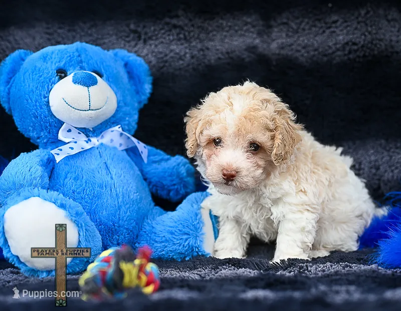 Lewis – Poodle - Toy  puppy for sale in Binger, OK