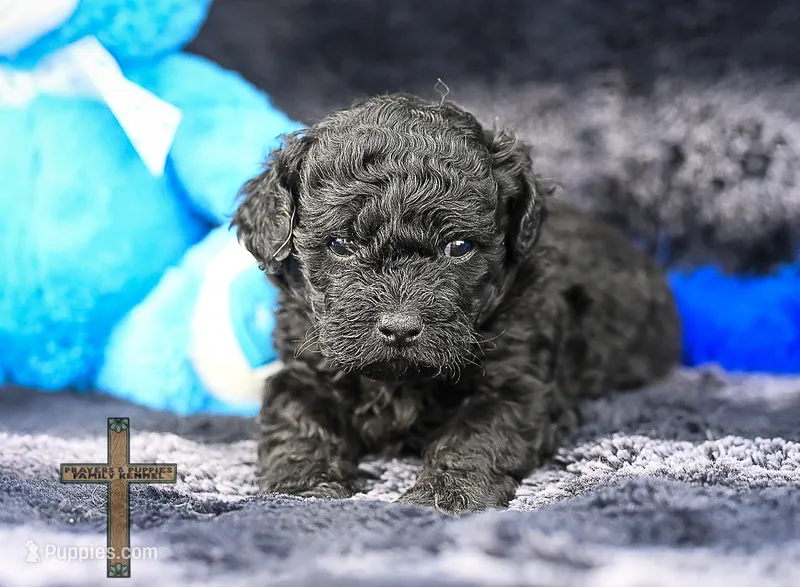 Onyx – Peekapoo puppy for sale in Binger, OK