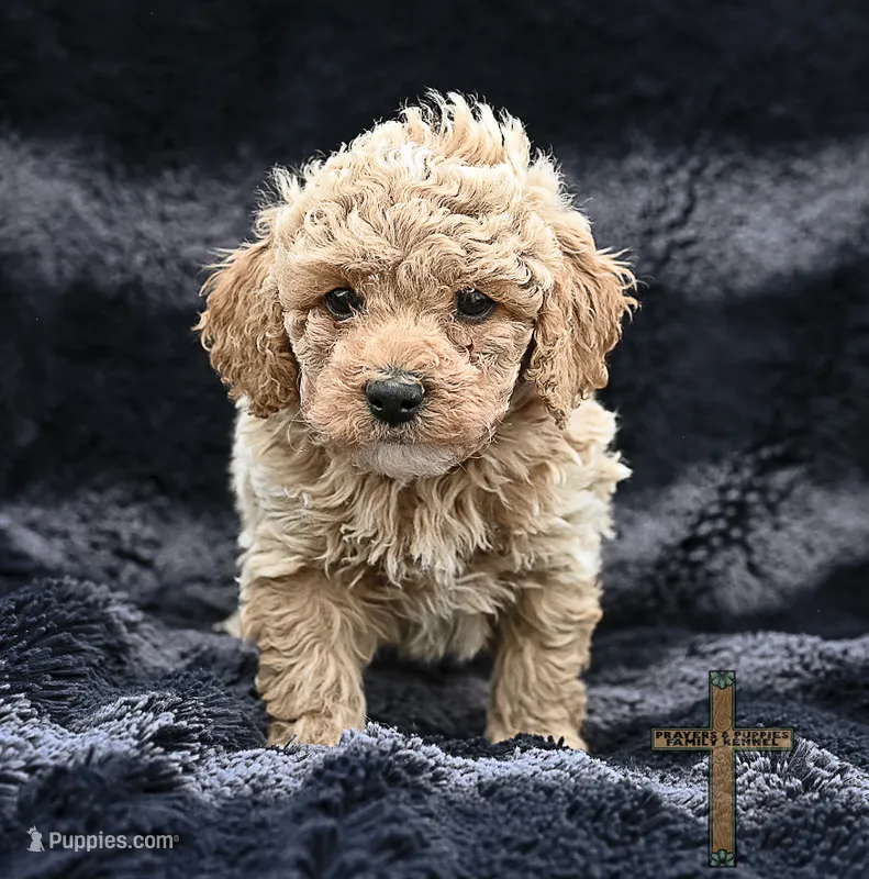 Fabio – Poodle - Toy  puppy for sale in Binger, OK