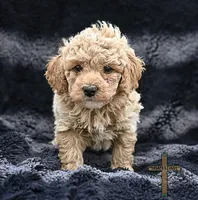 Fabio, a male Poodle - Toy  for sale in Binger, OK – 1 of 4