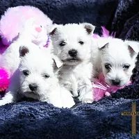 Maisie, a female West Highland White Terrier for sale in Binger, OK – Photo 2 of 7