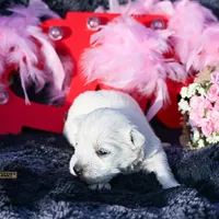Maisie, a female West Highland White Terrier for sale in Binger, OK – Photo 7 of 7