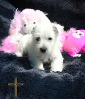 Daisy, a female West Highland White Terrier for sale in Binger, OK – Photo 2 of 2