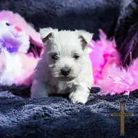 Maisie, a female West Highland White Terrier for sale in Binger, OK – Photo 1 of 7