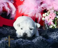 processed/a2435fd7-4b6c-4d6d-b18d-7fcf917d2a95/listing/0a396501-0d8f-4c18-a27c-7d3028693418/719a2e73-01ac-4095-845f-26a507639005