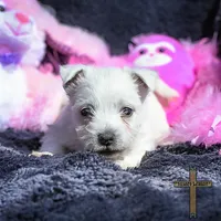 Maisie, a female West Highland White Terrier for sale in Binger, OK – Photo 4 of 7