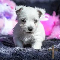 Maisie, a female West Highland White Terrier for sale in Binger, OK – Photo 5 of 7
