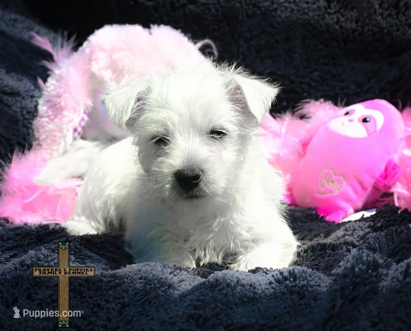 Daisy – West Highland White Terrier puppy for sale in Binger, OK