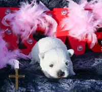 processed/a2435fd7-4b6c-4d6d-b18d-7fcf917d2a95/listing/0a396501-0d8f-4c18-a27c-7d3028693418/ef473304-10a4-4f6a-9eba-5e3be0ca4f0c