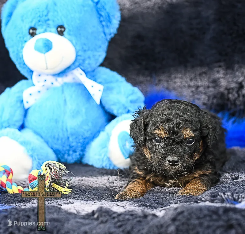 Thor – Peekapoo puppy for sale in Binger, OK