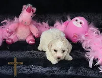 Rose, a female Poodle - Toy  for sale in Binger, OK – 4 of 4