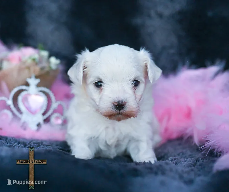Pearl  – Maltese puppy for sale in Binger, OK