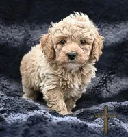 Fabio, a male Poodle - Toy  for sale in Binger, OK – 3 of 4