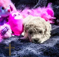 Peaches, a female Poochon for sale in Binger, OK – Photo 4 of 4