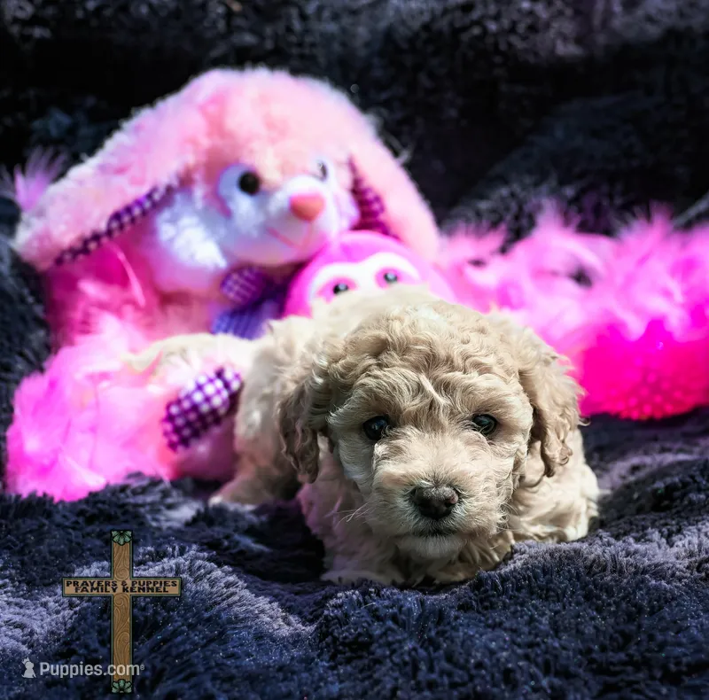 Peaches – Poochon puppy for sale in Binger, OK