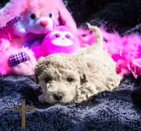 Peaches, a female Poochon for sale in Binger, OK – Photo 3 of 4