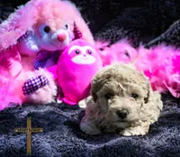 Peaches, a female Poochon for sale in Binger, OK – Photo 2 of 4