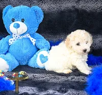 Felix , a male Poodle - Toy  for sale in Binger, OK – 4 of 4