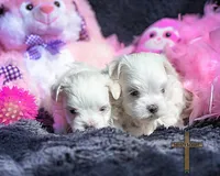 Lacey, a female Maltese for sale in Binger, OK – Photo 3 of 3