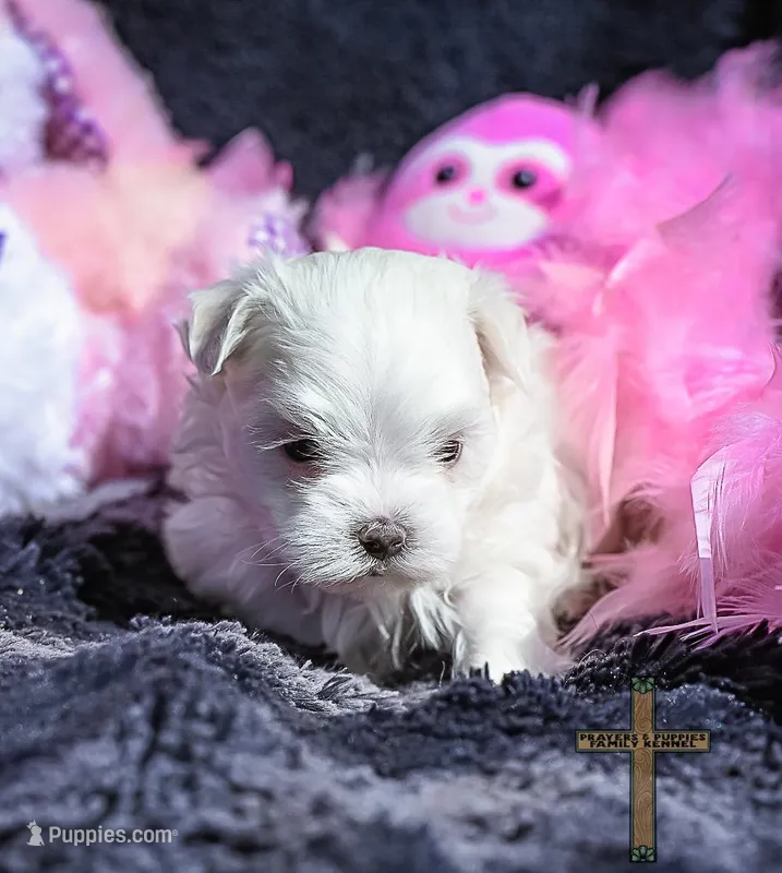 Lacey, a female Maltese for sale in Binger, OK – Photo 1 of 3