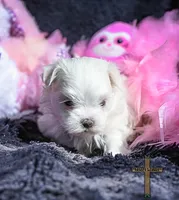 Lacey, a female Maltese for sale in Binger, OK – Photo 1 of 3
