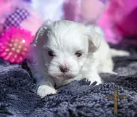 Lacey, a female Maltese for sale in Binger, OK – Photo 2 of 3