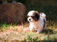 Patty, a female Shichon for sale in Binger, OK – 3 of 9