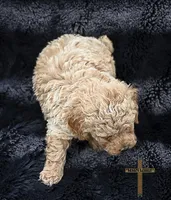 Fabio, a male Poodle - Toy  for sale in Binger, OK – 2 of 4