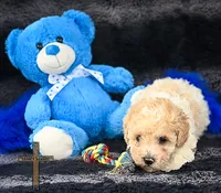 Fabio, a male Poodle - Toy  for sale in Binger, OK – 2 of 5