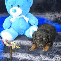 Thor, a male Peekapoo for sale in Binger, OK – 2 of 3
