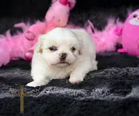 Belle, a female Pekingese for sale in Binger, OK – 2 of 2