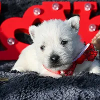 Archie , a male West Highland White Terrier for sale in Binger, OK – Photo 2 of 4