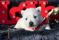 processed/a2435fd7-4b6c-4d6d-b18d-7fcf917d2a95/listing/2d4ab7e1-601b-43dd-ae6a-fef3a2d76091/06979dae-70a1-4e57-8887-0bf9236d6f8e