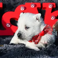 Archie , a male West Highland White Terrier for sale in Binger, OK – Photo 3 of 4