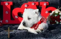 processed/a2435fd7-4b6c-4d6d-b18d-7fcf917d2a95/listing/2d4ab7e1-601b-43dd-ae6a-fef3a2d76091/5e884fe7-8fc8-41d7-8ec0-27790d2e605e