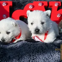 Archie , a male West Highland White Terrier for sale in Binger, OK – Photo 4 of 4