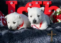 processed/a2435fd7-4b6c-4d6d-b18d-7fcf917d2a95/listing/2d4ab7e1-601b-43dd-ae6a-fef3a2d76091/9bfe3440-9d06-4d76-b119-31af11f8f7fd