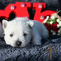 Archie , a male West Highland White Terrier for sale in Binger, OK – Photo 1 of 4