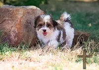 Theodore, a male Shichon for sale in Binger, OK – 5 of 5