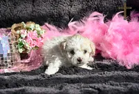 Valentina, a female Poodle - Toy  for sale in Binger, OK – Photo 4 of 7