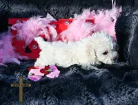 Valentina, a female Poodle - Toy  for sale in Binger, OK – Photo 3 of 7